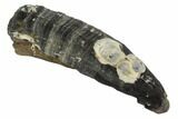Fossil Pygmy Sperm Whale (Kogiopsis) Tooth #90417-1